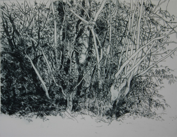 Trees etching 39cm x 42cm
